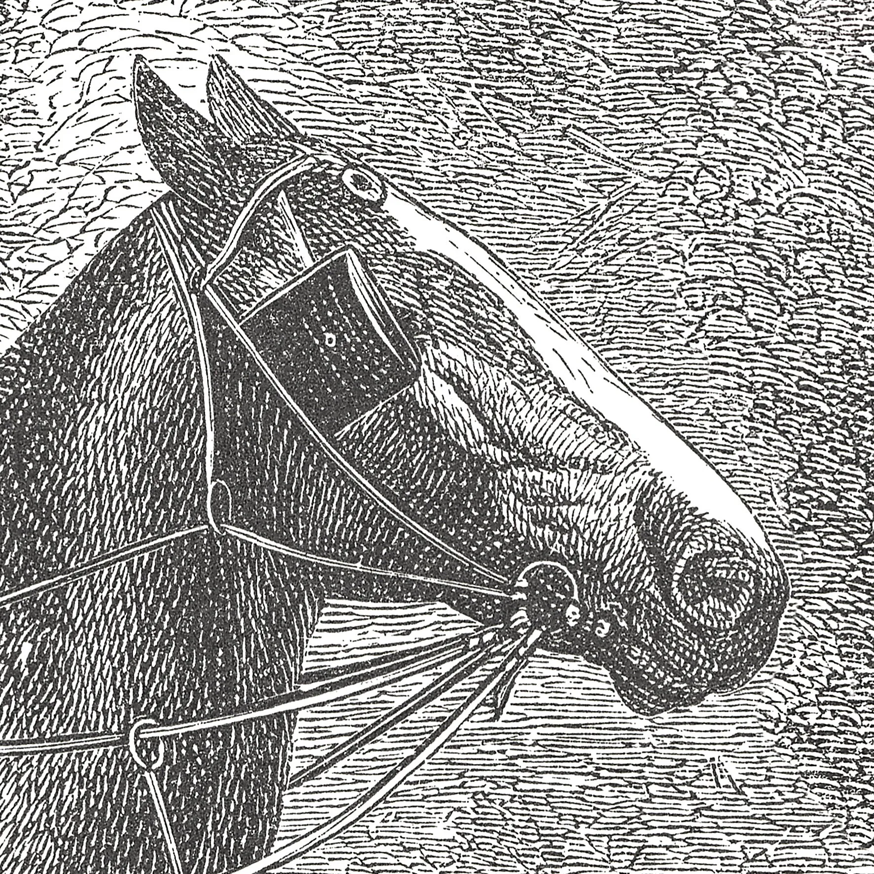 17-09-033-00 Horses Breeds Mural