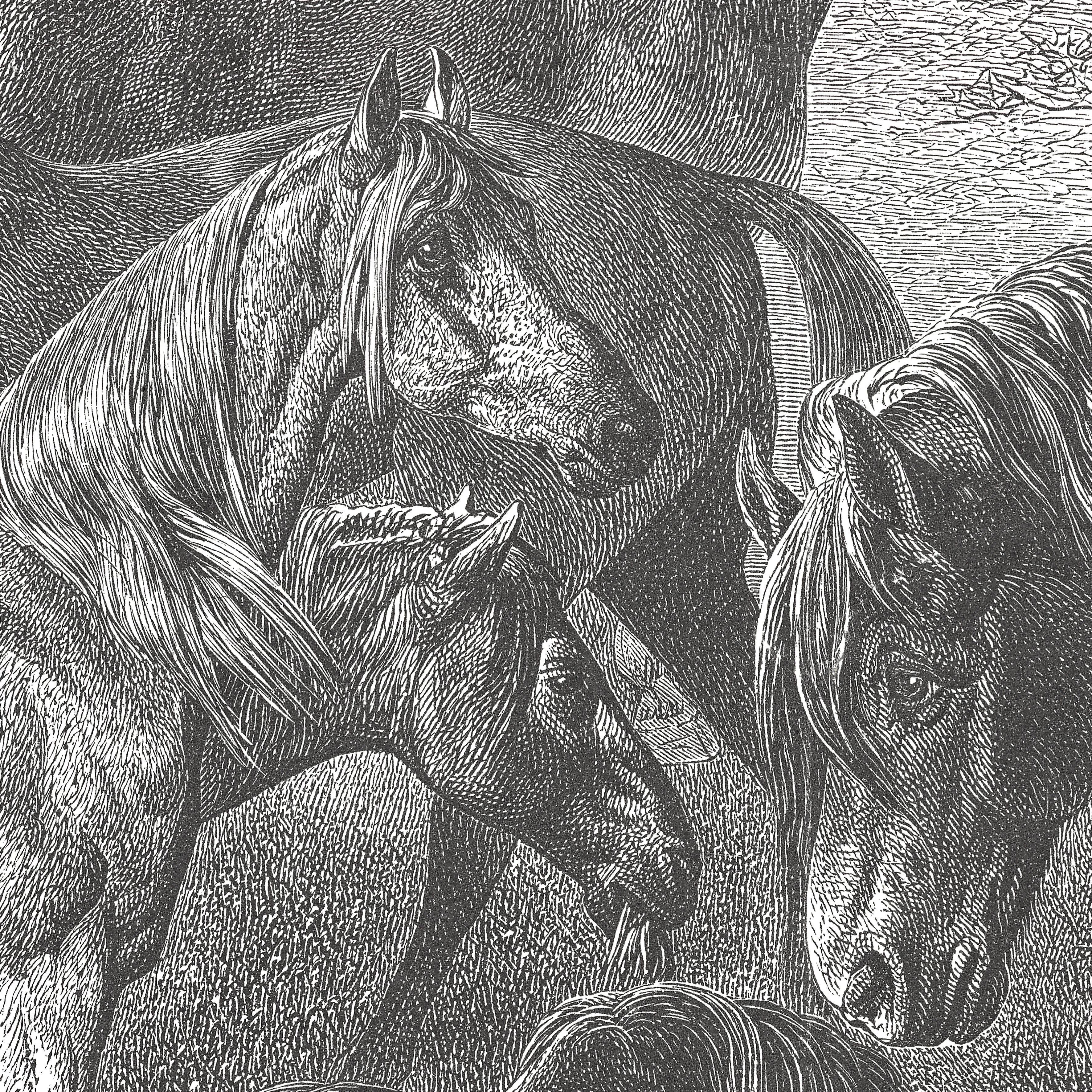 17-09-033-00 Horses Breeds Mural