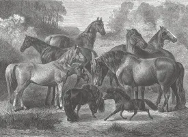17-09-033-00 Horses Breeds Mural