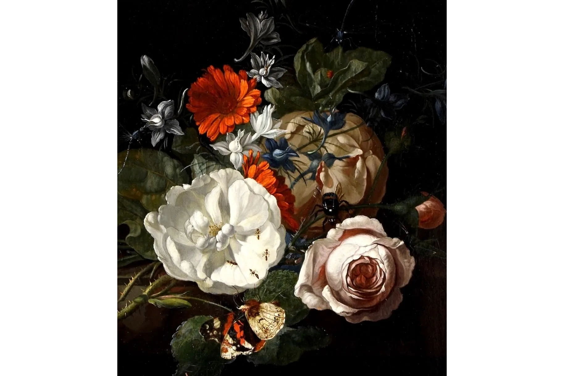 Flowers & Insects